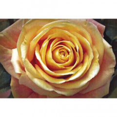 Гобелен Желтая роза